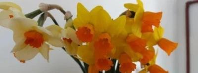 Descopera O Blonda Sincera si ...