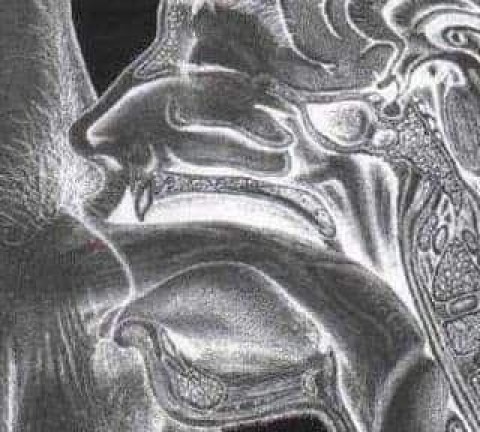 Escorta Iasi: Rasfat Total pen...