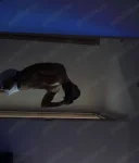 Servicii totale, pasiv - imagine 1