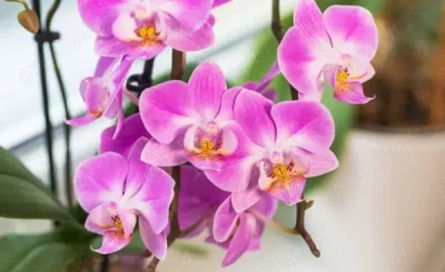 Domn serios, foarte discret, caut domana sau domnisoara posibila relație cu beneficii