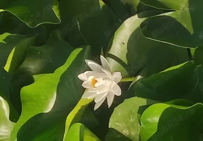 Pentru cupluri mature