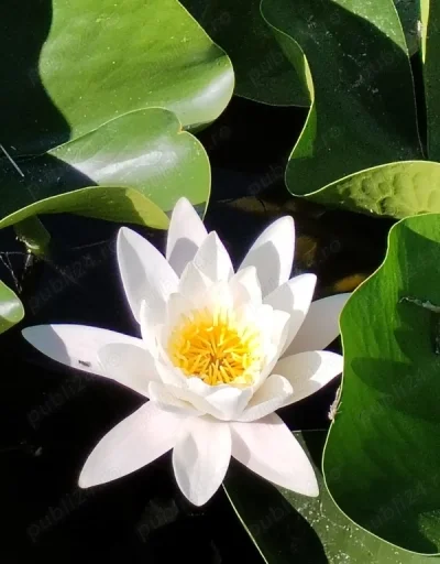 Pentru doamne peste 60 ani