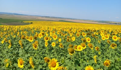 Te aștept în patul meu ferbinte.